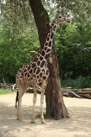 Canon EOS 5D Mark II, 2012:05:26 12:29:24 -- 1/125 sec, f/6.3.  No Flash, Compulsory.5616x3744 Off.