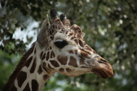 Canon EOS 5D Mark II, 2012:05:26 12:31:55 -- 1/320 sec, f/5.6.  No Flash, Compulsory.5616x3744 Off.