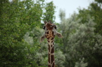 Canon EOS 5D Mark II, 2012:05:26 12:32:11 -- 1/320 sec, f/5.6.  No Flash, Compulsory.5616x3744 Off.