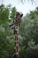 Canon EOS 5D Mark II, 2012:05:26 12:32:18 -- 1/250 sec, f/5.6.  No Flash, Compulsory.5616x3744 Off.