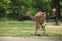 Canon EOS 5D Mark II, 2012:05:26 12:33:29 -- 1/200 sec, f/5.6.  No Flash, Compulsory.5616x3744 Off.