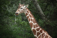 Canon EOS 5D Mark II, 2012:05:26 12:35:09 -- 1/250 sec, f/5.6.  No Flash, Compulsory.5616x3744 Off.