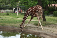 Canon EOS 5D Mark II, 2012:05:26 12:37:09 -- 1/160 sec, f/5.6.  No Flash, Compulsory.5616x3744 Off.