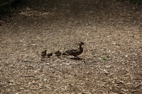 Canon EOS 5D Mark II, 2012:05:26 14:04:52 -- 1/160 sec, f/5.0.  No Flash, Compulsory.5616x3744 Off.