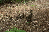 Canon EOS 5D Mark II, 2012:05:26 14:05:02 -- 1/125 sec, f/4.0.  No Flash, Compulsory.5616x3744 Off.