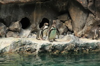 Canon EOS 5D Mark II, 2012:05:26 14:57:22 -- 1/160 sec, f/5.0.  No Flash, Compulsory.5616x3744 Off.