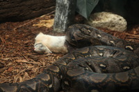 Canon EOS 5D Mark II, 2012:05:26 15:15:22 -- 1/100 sec, f/4.0.  No Flash, Compulsory.5616x3744 Off.