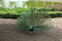 Canon EOS 5D Mark II, 2012:05:26 15:21:01 -- 1/80 sec, f/5.6.  No Flash, Compulsory.5616x3744 Off.