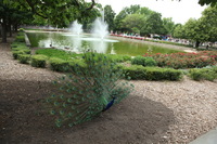 Canon EOS 5D Mark II, 2012:05:26 15:21:05 -- 1/80 sec, f/6.3.  No Flash, Compulsory.5616x3744 Off.