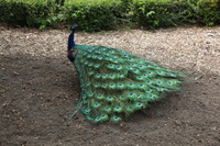 Canon EOS 5D Mark II, 2012:05:26 15:21:25 -- 1/125 sec, f/5.0.  No Flash, Compulsory.5616x3744 Off.