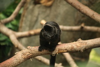 Canon EOS 5D Mark II, 2012:05:26 15:43:20 -- 1/80 sec, f/5.6.  No Flash, Compulsory.5616x3744 Off.