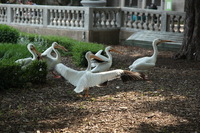 Canon EOS 5D Mark II, 2012:05:26 16:08:38 -- 1/160 sec, f/4.5.  No Flash, Compulsory.5616x3744 Off.