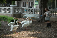 Canon EOS 5D Mark II, 2012:05:26 16:08:43 -- 1/160 sec, f/4.5.  No Flash, Compulsory.5616x3744 Off.