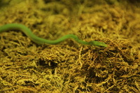 Canon EOS 5D Mark II, 2012:05:26 16:34:34 -- 1/80 sec, f/4.0.  No Flash, Compulsory.5616x3744 Off.