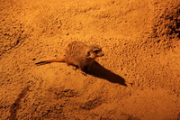 Canon EOS 5D Mark II, 2012:05:26 17:34:12 -- 1/125 sec, f/4.0.  No Flash, Compulsory.5616x3744 Off.