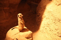 Canon EOS 5D Mark II, 2012:05:26 17:34:16 -- 1/60 sec, f/4.0.  No Flash, Compulsory.5616x3744 Off.