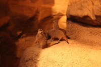 Canon EOS 5D Mark II, 2012:05:26 17:34:29 -- 1/80 sec, f/4.0.  No Flash, Compulsory.5616x3744 Off.