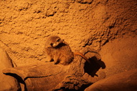 Canon EOS 5D Mark II, 2012:05:26 17:34:53 -- 1/125 sec, f/4.0.  No Flash, Compulsory.5616x3744 Off.