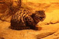 Canon EOS 5D Mark II, 2012:05:26 17:39:35 -- 1/40 sec, f/4.0.  No Flash, Compulsory.5616x3744 Off.