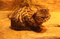 Canon EOS 5D Mark II, 2012:05:26 17:39:41 -- 1/30 sec, f/4.0.  No Flash, Compulsory.5616x3744 Off.