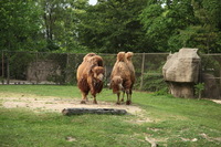 Canon EOS 5D Mark II, 2012:05:26 17:52:18 -- 1/160 sec, f/4.5.  No Flash, Compulsory.5616x3744 Off.