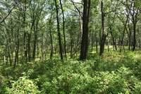 Canon EOS 5D Mark II, 2012:07:08 12:40:03 -- 1/80 sec, f/5.6.  No Flash, Compulsory.5616x3744 Off.