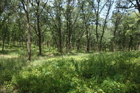 Canon EOS 5D Mark II, 2012:07:08 12:48:57 -- 1/100 sec, f/6.3.  No Flash, Compulsory.5616x3744 Off.