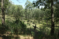 Canon EOS 5D Mark II, 2012:07:08 14:18:02 -- 1/100 sec, f/7.1.  No Flash, Compulsory.5616x3744 Off.