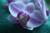 Canon EOS 5D Mark II, 2012:07:27 17:49:52 -- 1/40 sec, f/2.5.  No Flash, Compulsory.5616x3744 Off.