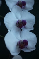 Canon EOS 5D Mark II, 2013:01:21 15:28:44 -- 1/40 sec, f/2.8.  No Flash, Compulsory.5616x3744 Off.