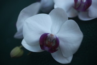 Canon EOS 5D Mark II, 2013:01:21 15:28:52 -- 1/50 sec, f/2.8.  No Flash, Compulsory.5616x3744 Off.
