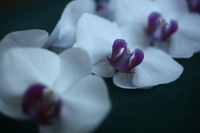 Canon EOS 5D Mark II, 2013:01:21 15:28:55 -- 1/40 sec, f/2.8.  No Flash, Compulsory.5616x3744 Off.