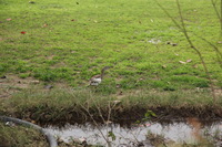 Canon EOS 5D Mark II, 2013:02:02 13:11:45 -- 1/160 sec, f/5.6.  No Flash, Compulsory.5616x3744 Off.