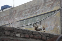 Canon EOS 5D Mark II, 2013:02:02 15:07:12 -- 1/160 sec, f/5.0.  No Flash, Compulsory.5616x3744 Off.