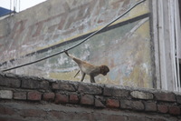 Canon EOS 5D Mark II, 2013:02:02 15:07:13 -- 1/160 sec, f/5.0.  No Flash, Compulsory.5616x3744 Off.