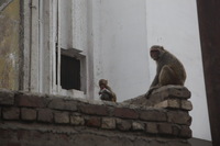 Canon EOS 5D Mark II, 2013:02:02 15:07:15 -- 1/160 sec, f/5.0.  No Flash, Compulsory.5616x3744 Off.