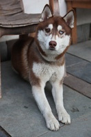 Canon EOS 5D Mark II, 2013:02:08 17:06:40 -- 1/40 sec, f/4.5.  No Flash, Compulsory.5616x3744 Off.