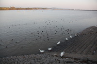 Canon EOS 5D Mark II, 2013:02:08 17:23:33 -- 1/100 sec, f/6.3.  No Flash, Compulsory.5616x3744 Off.