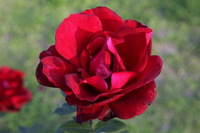 Canon EOS 5D Mark II, 2013:02:09 16:48:06 -- 1/40 sec, f/8.0.  No Flash, Compulsory.5616x3744 Off.