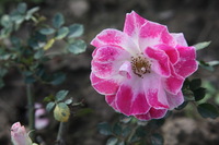 Canon EOS 5D Mark II, 2013:02:09 16:50:51 -- 1/50 sec, f/7.1.  No Flash, Compulsory.5616x3744 Off.