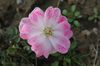 Canon EOS 5D Mark II, 2013:02:09 16:51:29 -- 1/50 sec, f/8.0.  No Flash, Compulsory.5616x3744 Off.