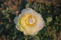 Canon EOS 5D Mark II, 2013:02:09 16:54:29 -- 1/50 sec, f/13.0.  No Flash, Compulsory.5616x3744 Off.