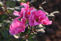 Canon EOS 5D Mark II, 2013:02:09 17:07:57 -- 1/60 sec, f/6.3.  No Flash, Compulsory.5616x3744 Off.