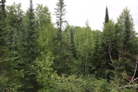 Canon EOS 5D Mark II, 2013:08:05 12:53:33 -- 1/320 sec, f/11.0.  No Flash, Compulsory.5616x3744 Off.