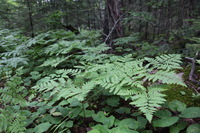 Canon EOS 5D Mark II, 2013:08:05 13:12:40 -- 1/30 sec, f/4.0.  No Flash, Compulsory.5616x3744 Off.