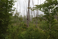 Canon EOS 5D Mark II, 2013:08:05 13:21:34 -- 1/100 sec, f/6.3.  No Flash, Compulsory.5616x3744 Off.