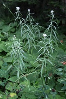 Canon EOS 5D Mark II, 2013:08:05 13:25:14 -- 1/40 sec, f/4.0.  No Flash, Compulsory.5616x3744 Off.