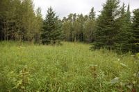 Canon EOS 5D Mark II, 2013:08:05 13:27:01 -- 1/60 sec, f/5.6.  No Flash, Compulsory.5616x3744 Off.