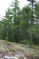 Canon EOS 5D Mark II, 2013:08:05 14:12:39 -- 1/60 sec, f/5.0.  No Flash, Compulsory.5616x3744 Off.