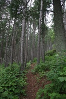 Canon EOS 5D Mark II, 2013:08:05 16:25:19 -- 1/80 sec, f/4.5.  No Flash, Compulsory.5616x3744 Off.